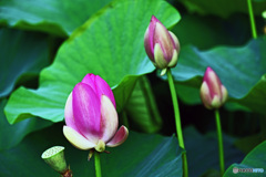 大賀ハスはいかがでしょうか