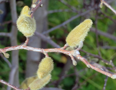 コブシのツボミ