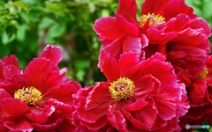 ボタンはいかがでしょうか