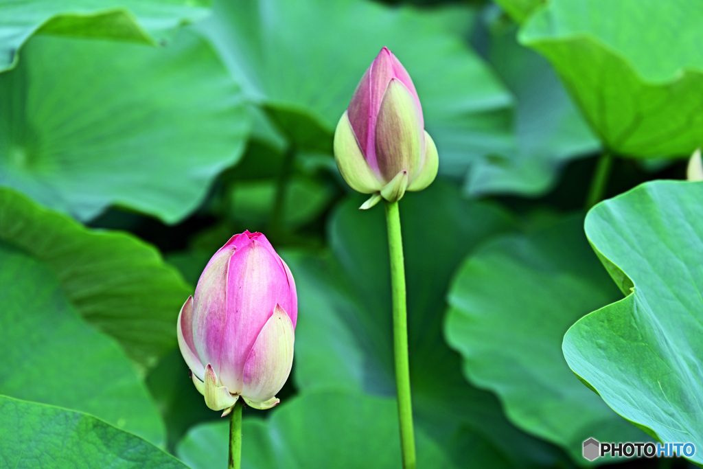 大賀ハスはいかがでしょうか