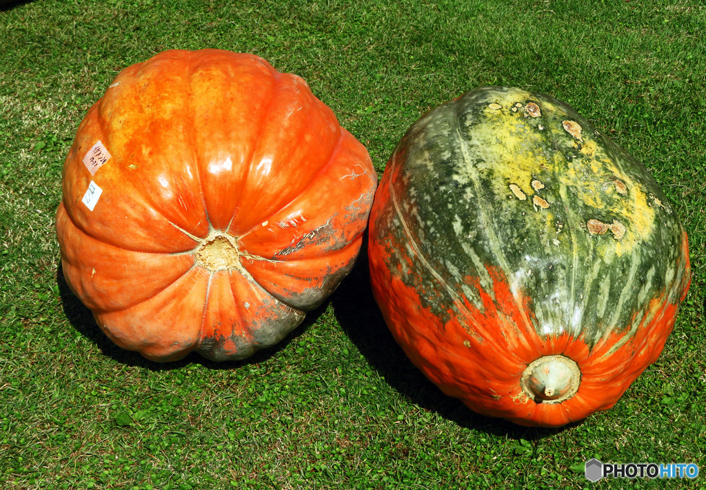 大きなカボチャはいかがでしょうか