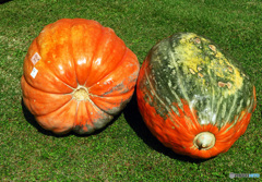 大きなカボチャはいかがでしょうか