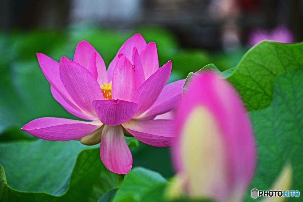 大賀ハスはいかがでしょうか。