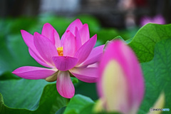 大賀ハスはいかがでしょうか。