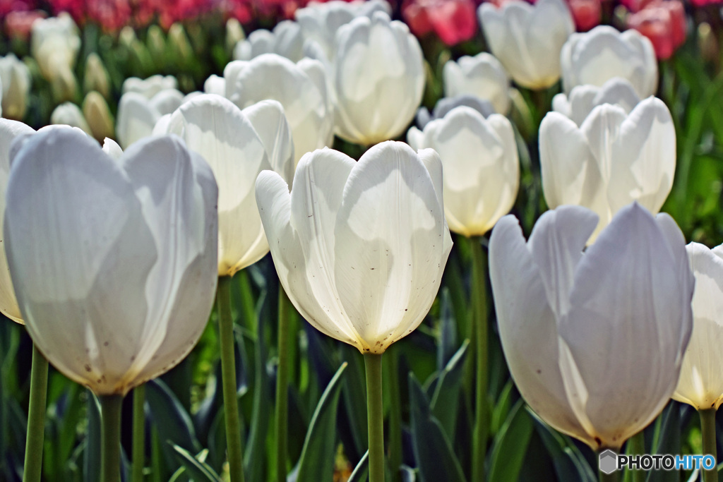春ですね～チューリップはいかが
