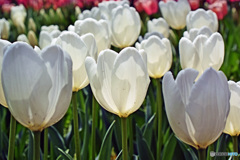 春ですね～チューリップはいかが