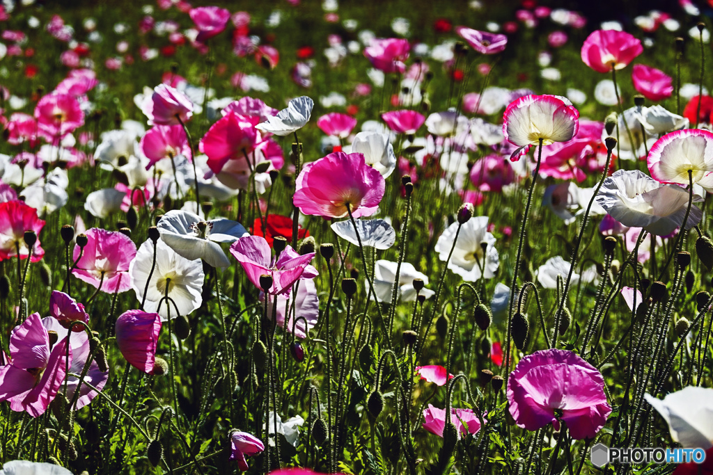 久里浜　花の国にて