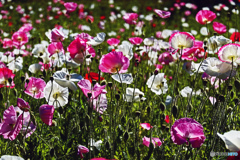 久里浜　花の国にて