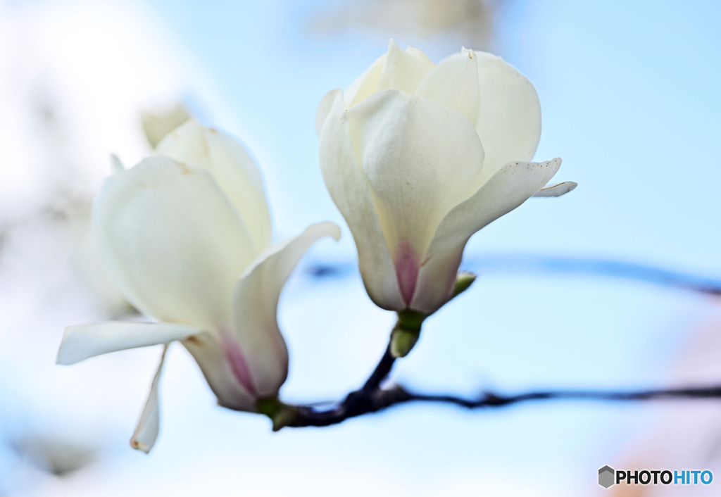 木蓮の花