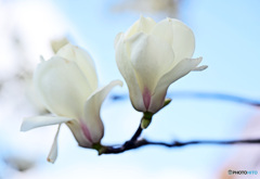 木蓮の花