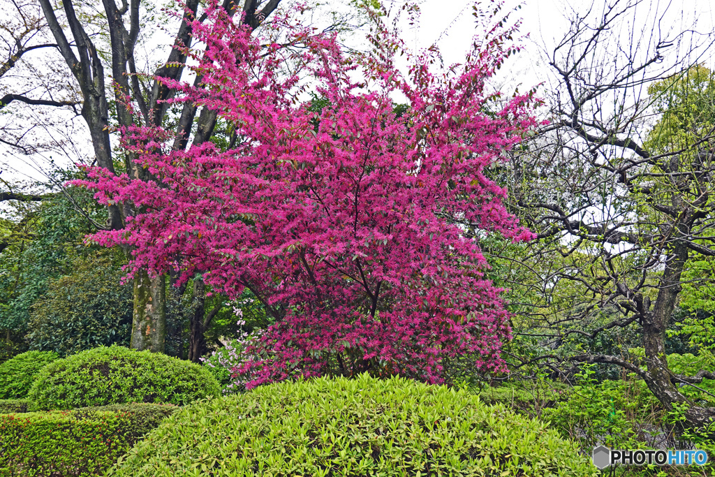 千鳥ヶ淵戦没者墓苑にて
