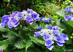 長谷寺のアジサイ