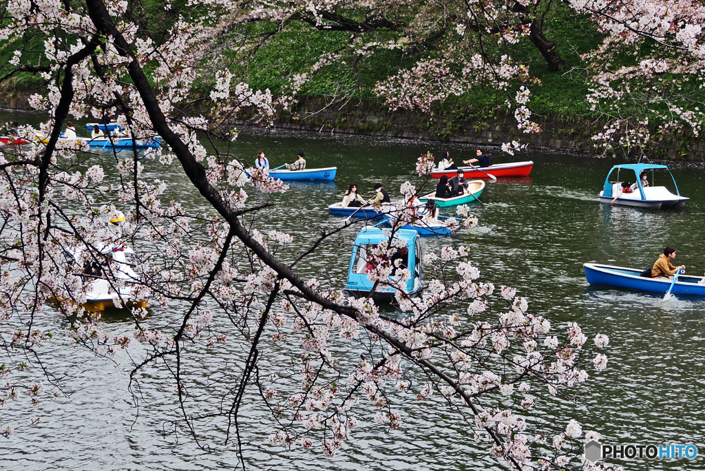 千鳥ヶ淵スナップ