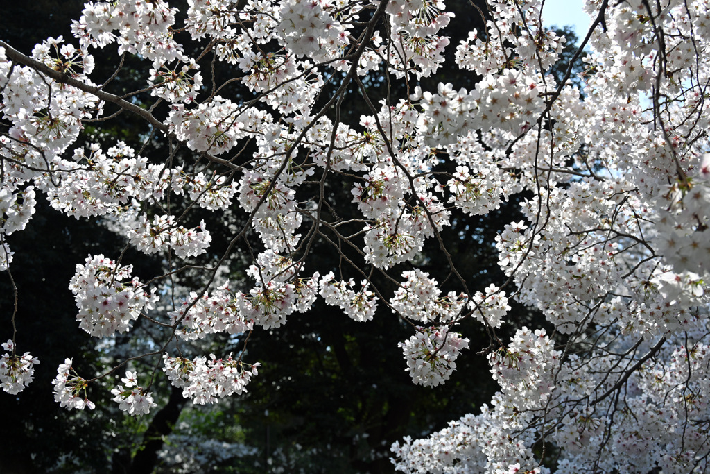満開の桜
