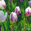 spring is come