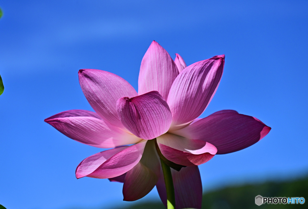   蓮の花咲く頃