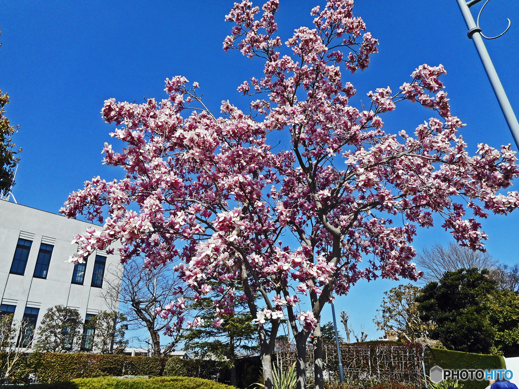 紅モクレン満開