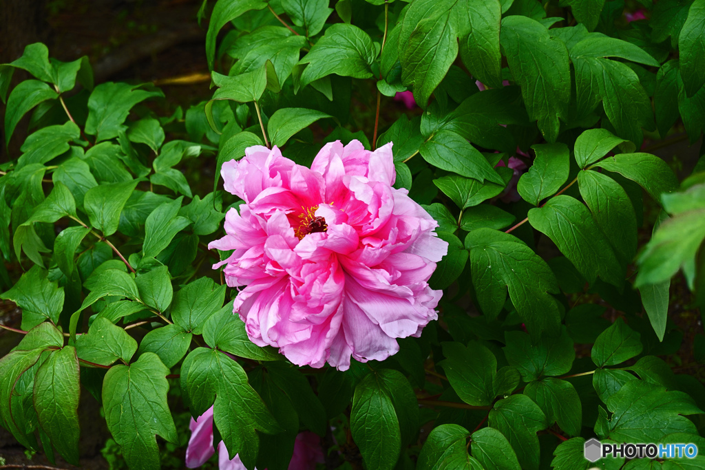 ボタンはいかがでしょうか