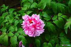 ボタンはいかがでしょうか