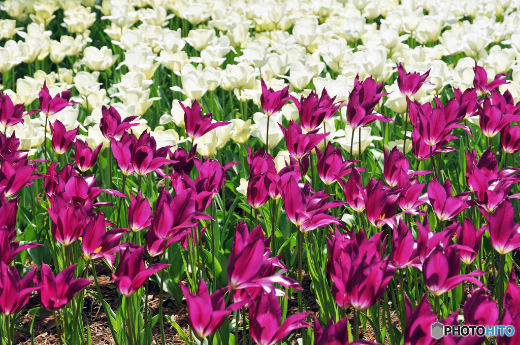 チュウリップ