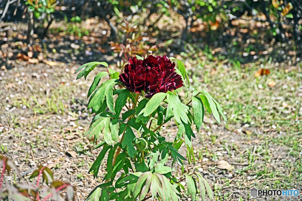 花撮り散歩　ボタン