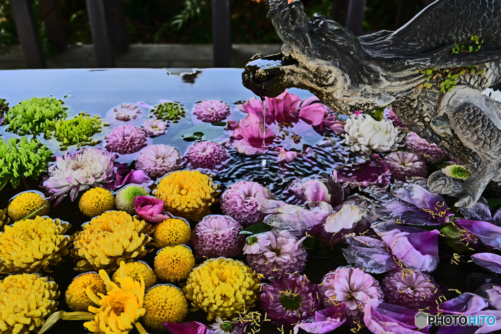 花撮り散歩　花手水