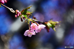 河津桜