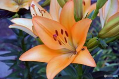 散歩中に見つけた花