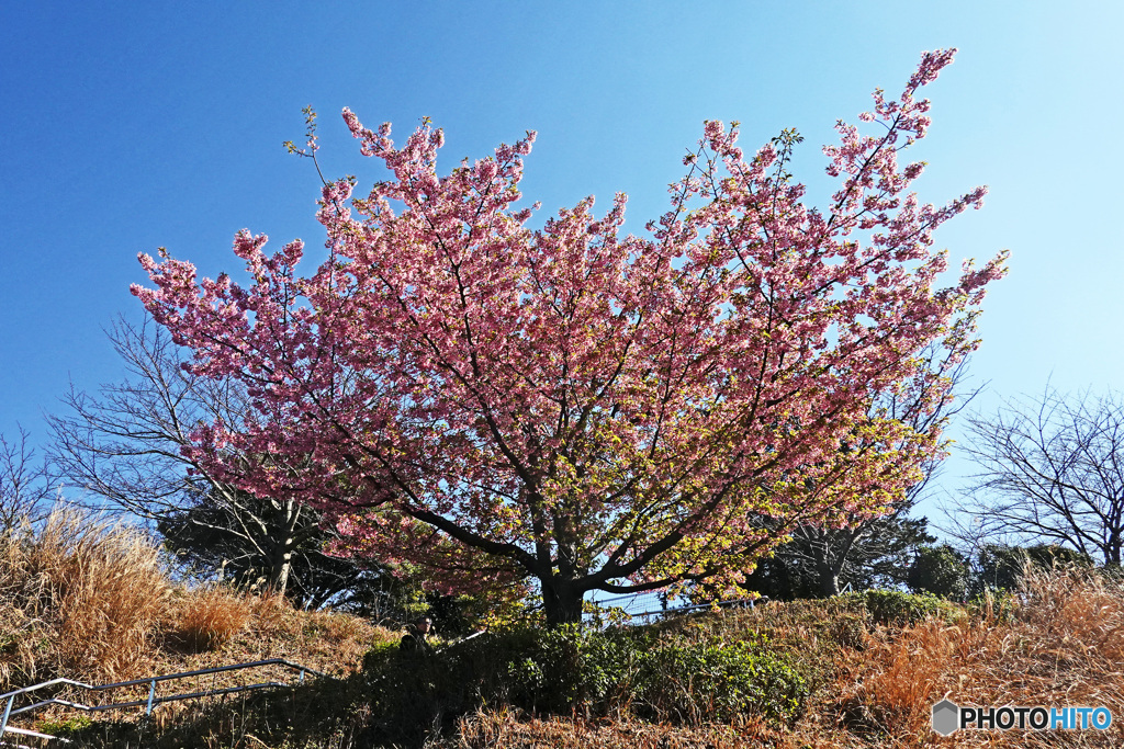 本牧の河津桜