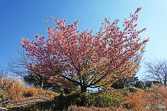本牧の河津桜