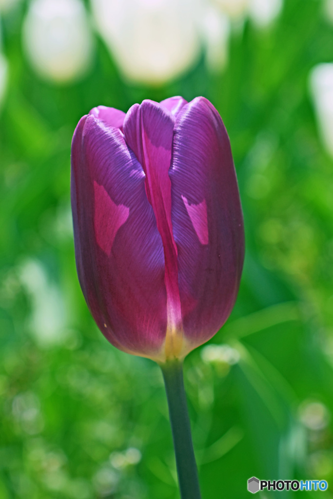 春です～チューリップはいかが
