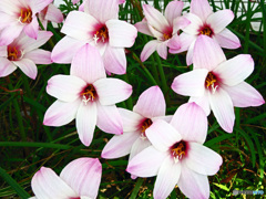花撮り散歩