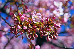 河津桜咲く