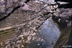 桜咲く大岡川端