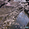 桜咲く大岡川端
