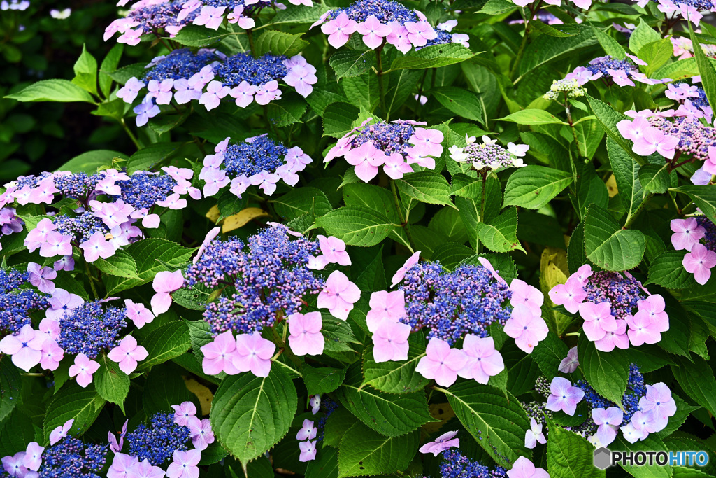アジサイ