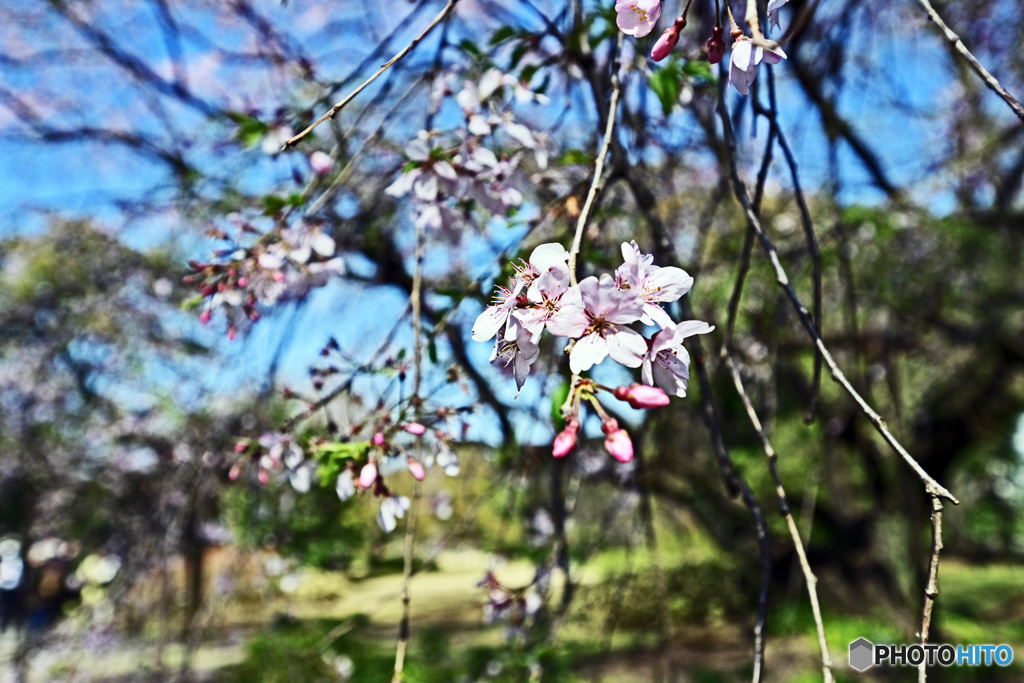 六義園のしだれ桜