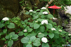 赤い傘のある風景