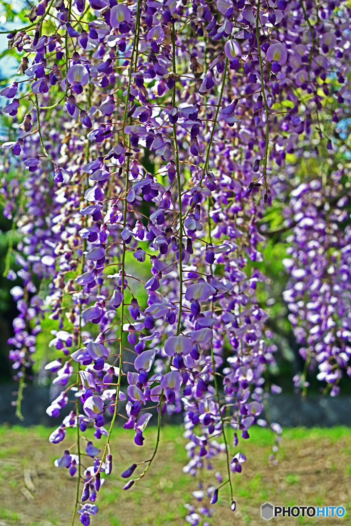 藤の花はいかがでしょうか。