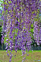 藤の花はいかがでしょうか。