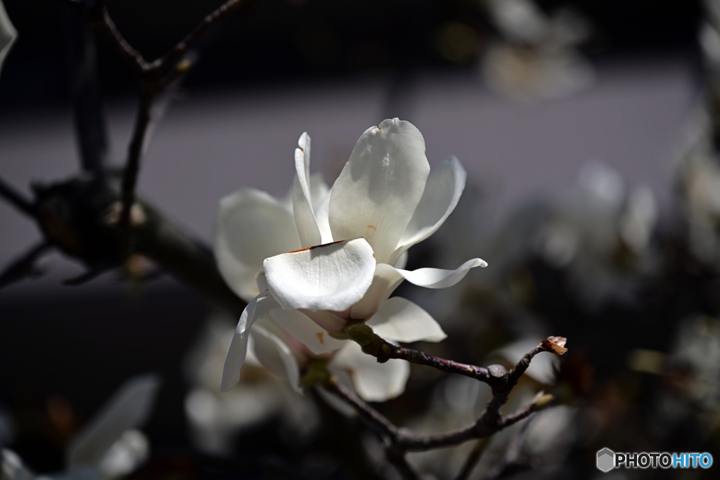 木蓮