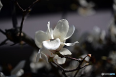 木蓮