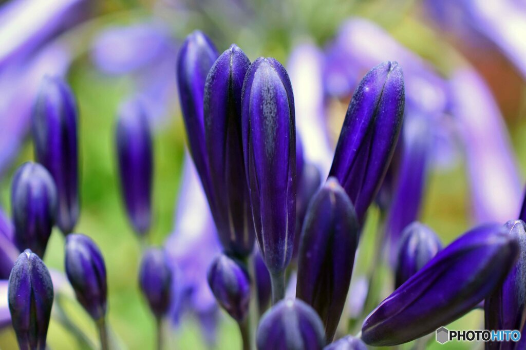 散歩中に見つけた花