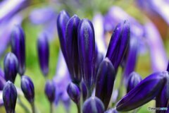 散歩中に見つけた花