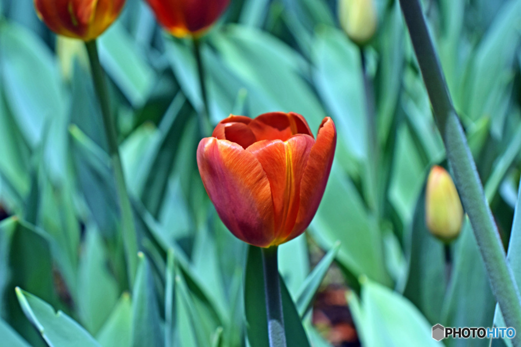 春ですね～チューリップはいかが