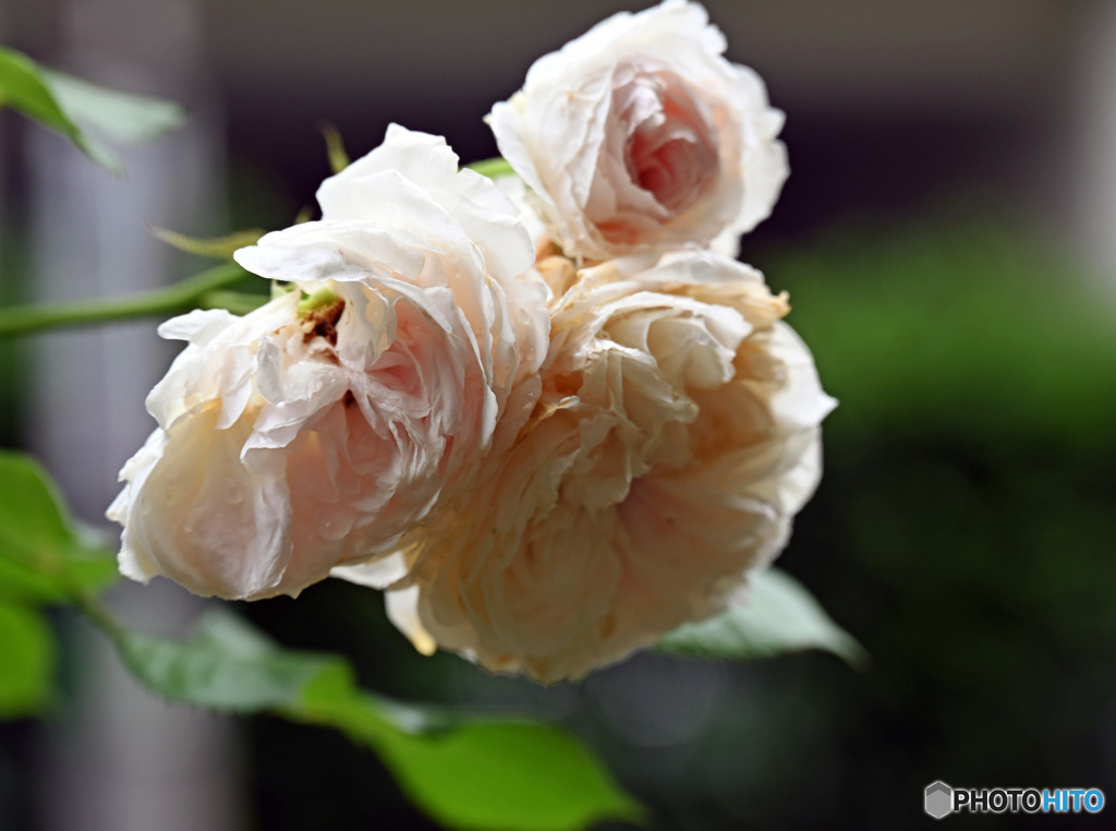 散歩中に見つけた花