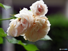 散歩中に見つけた花