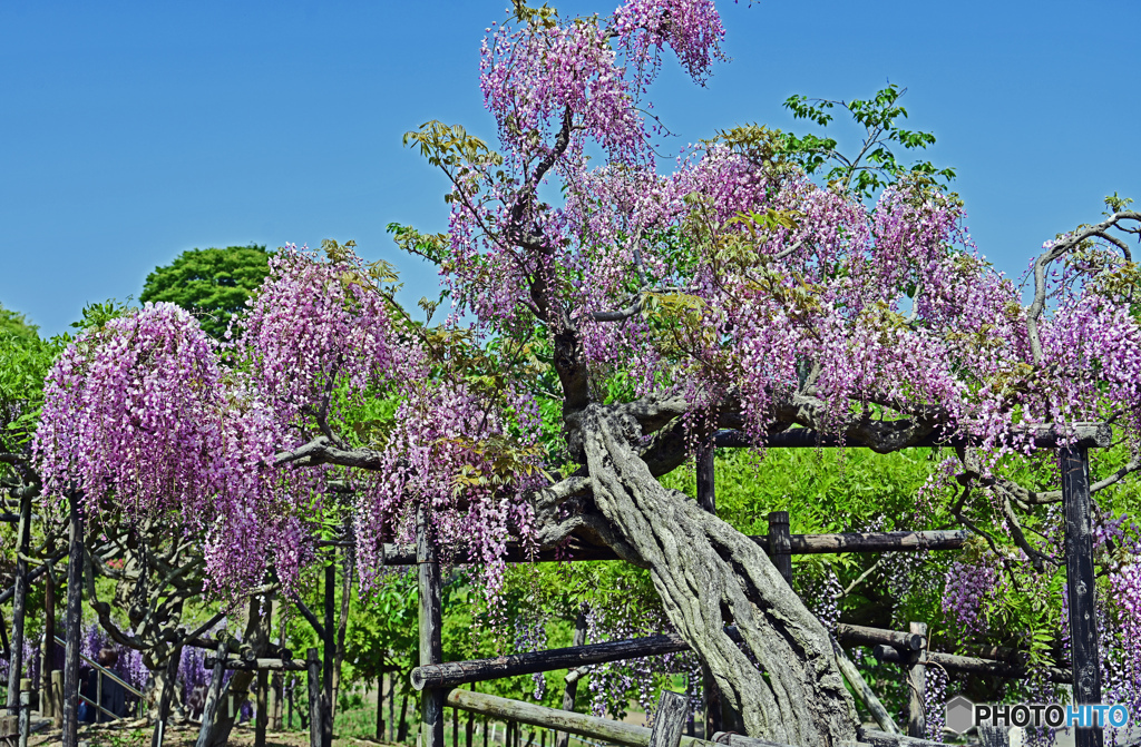 藤の花はいかがでしょうか