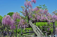 藤の花はいかがでしょうか
