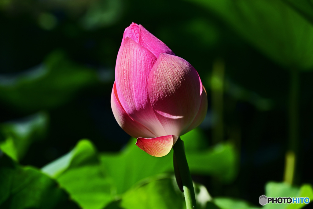  蓮の花咲く頃